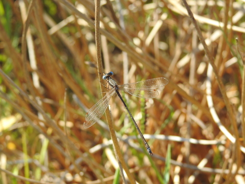 Small Spreadwing
