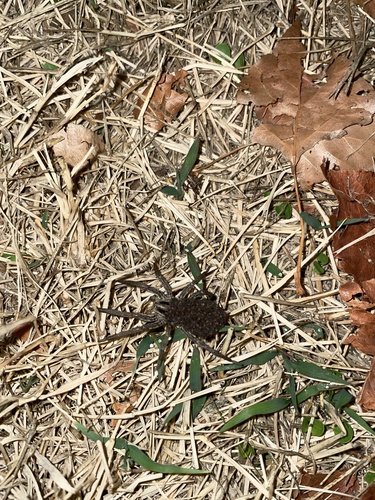 Radiated Wolf Spider