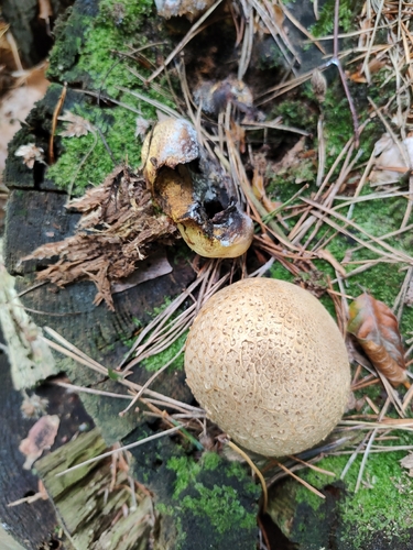common earthball