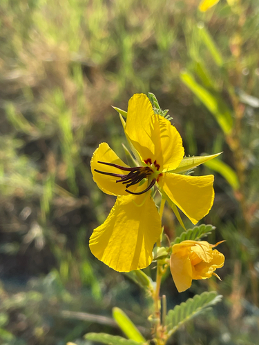 partridge pea