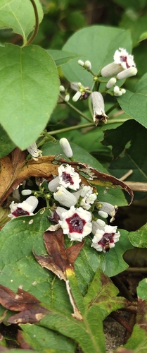 skunk vine