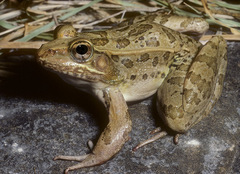Rio Grande Leopard Frog photo 2
