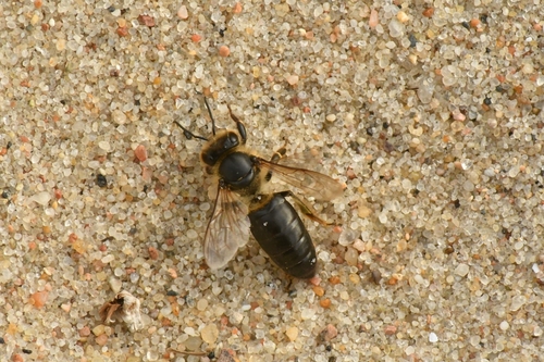 Western Honey Bee