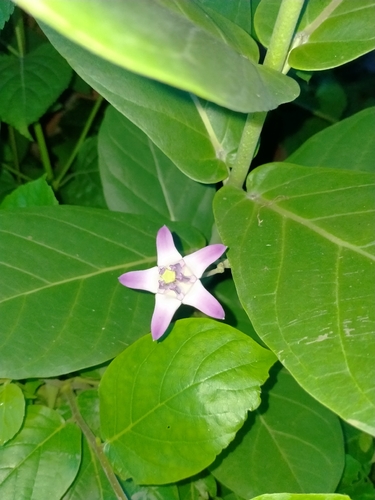 crown flower