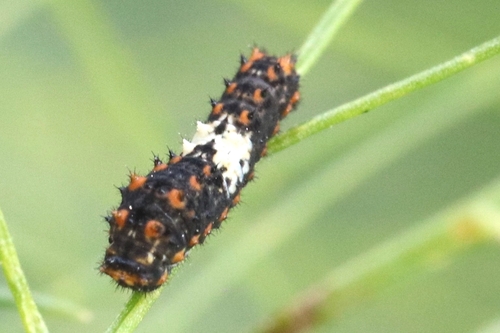 Old World Swallowtail