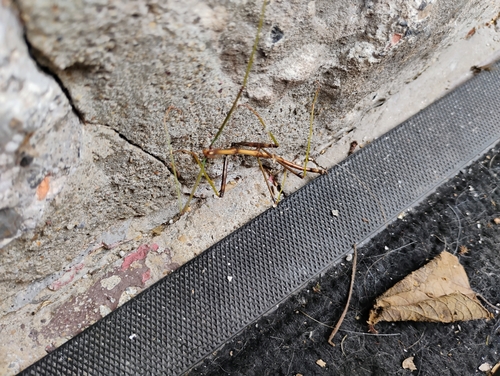 Northern Walkingstick