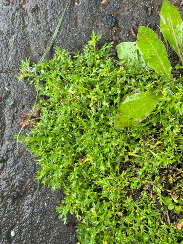 Lepidium didymum, photograph 6