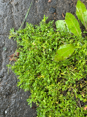 Lepidium didymum, photograph (c) Jose Gutierrez Higa, some rights reserved (CC BY)