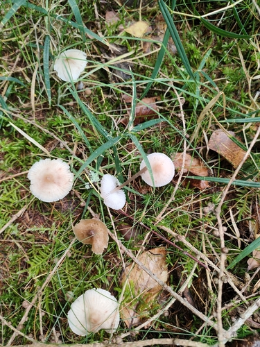 Mycena zephirus