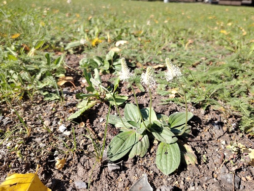 Hoary Plantain
