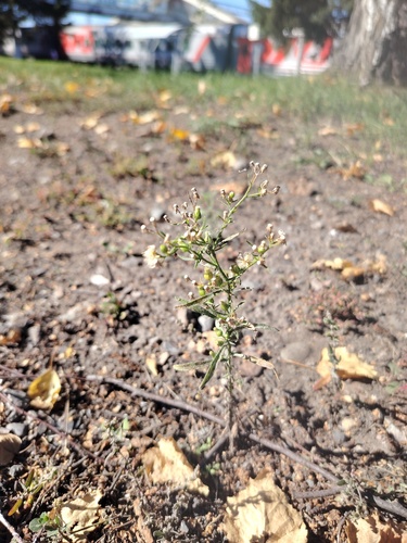 horseweed