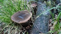 Tylopilus formosus