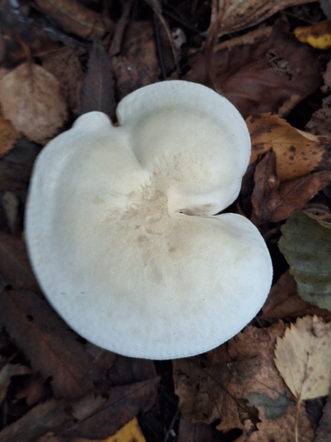 Tricholoma stiparophyllum