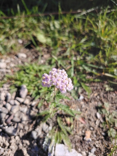 common yarrow