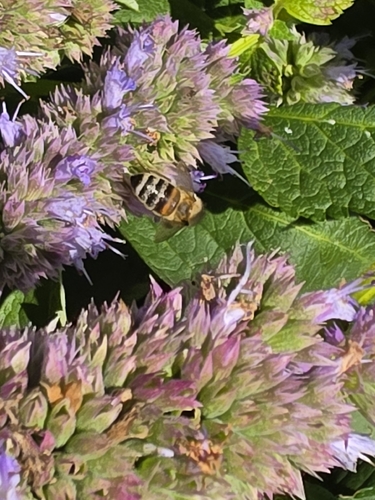 Western Honey Bee