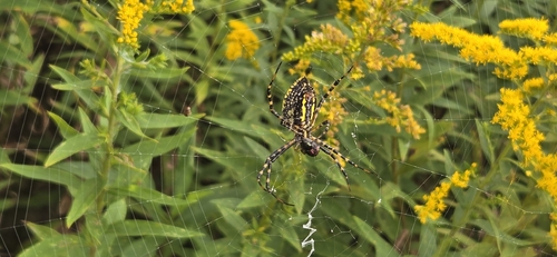 Banded Garden Spider