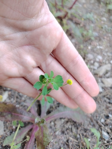 Black Medick