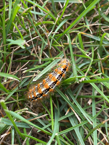 Marsh Dagger