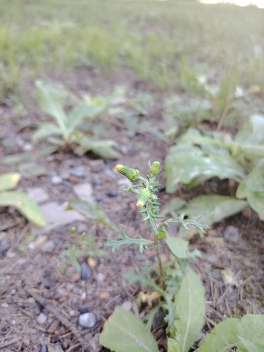 common groundsel