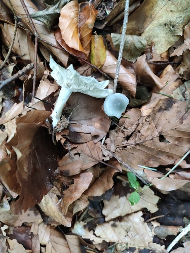 Aniseed Funnel