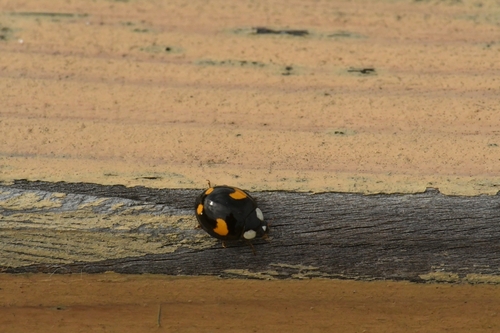 Asian Lady Beetle