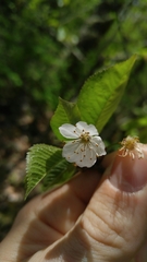 Cerasus