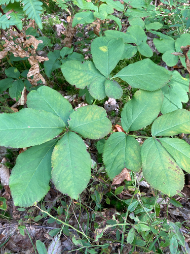 wild sarsaparilla
