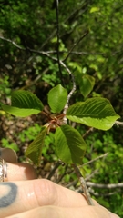 Cerasus