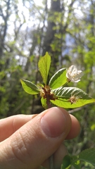 Cerasus