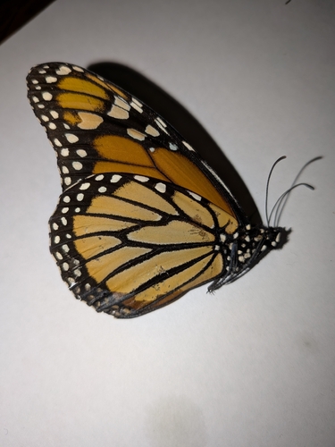 Monarch