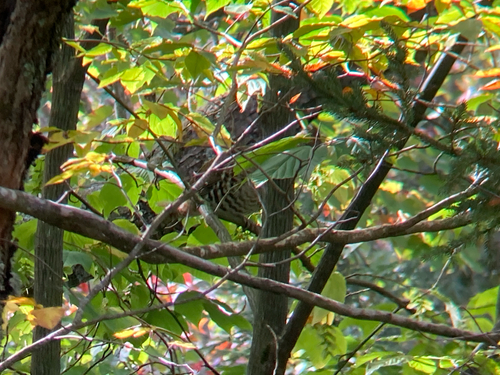 Ruffed Grouse