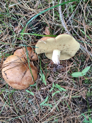 Dotted-stalked Suillus
