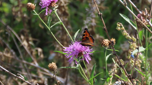 Small Tortoiseshell