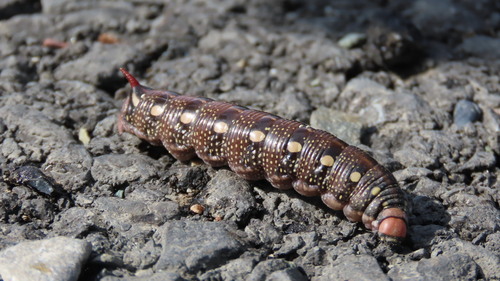 Bedstraw Hawkmoth