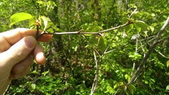 Cerasus
