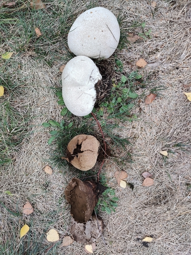 Mosaic puffball