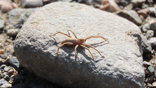 European Nursery Web spider