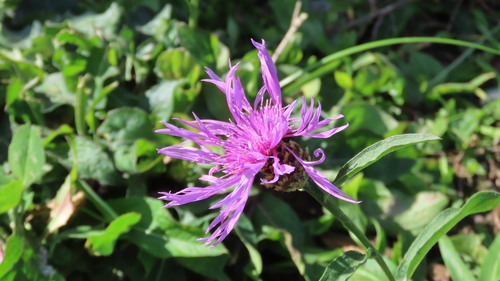 Brown Knapweed