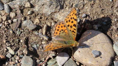 Queen of Spain Fritillary