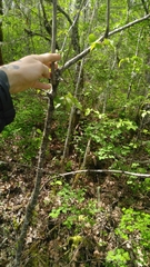 Cerasus