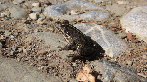 Marsh Frog