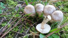 Inocybe lacera