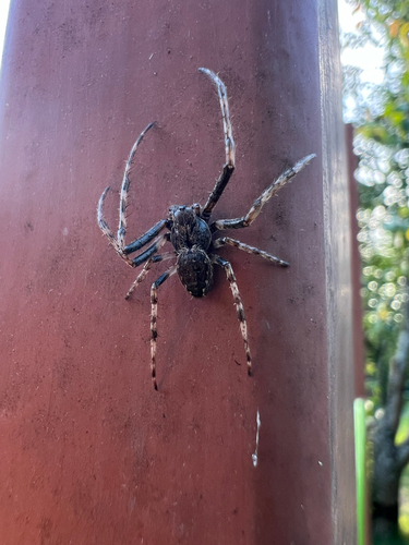 Walnut Orbweaver