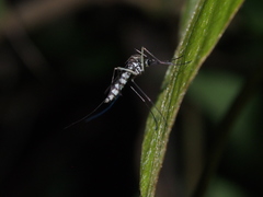 Armigeres subalbatus