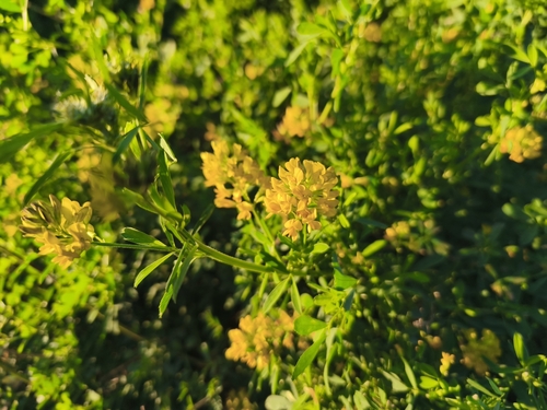sickle alfalfa