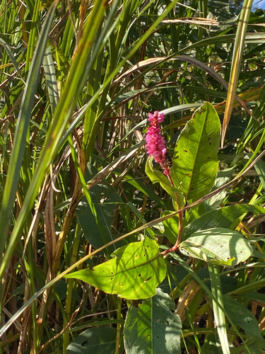 water smartweed