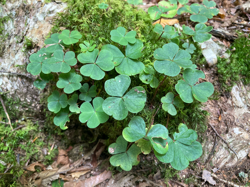 mountain woodsorrel