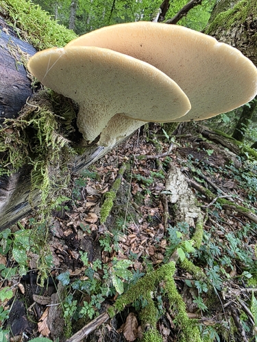 Dryad's Saddle