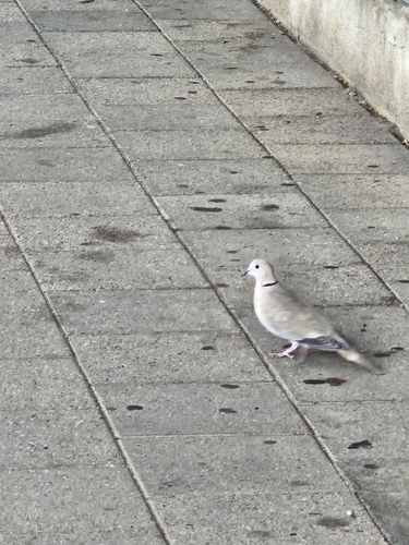 Eurasian Collared-Dove