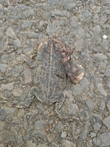 Bella Vista Toad